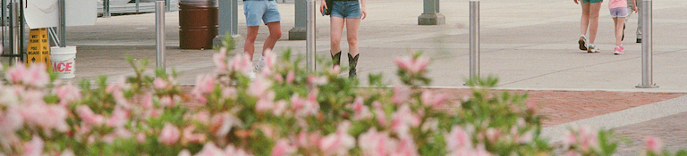 bush, with 2 sets of legs facing camera, 3 sets walking away