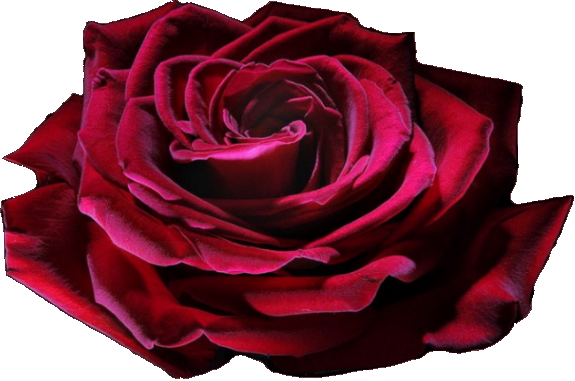 grand prix rose on transparent background